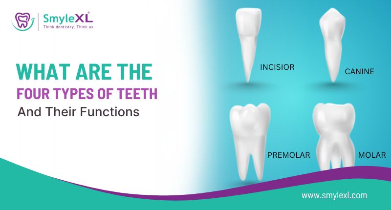 What Are the Four Types of Teeth and Their Functions?